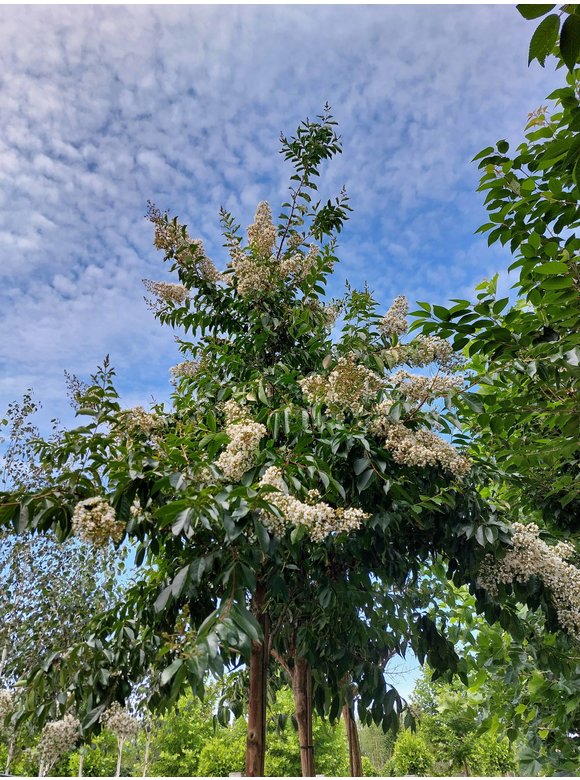 Krepp-Myrte - Kräuselmyrte 'Natchez' | Lagerstroemia indica 'Natchez' Krepp-Myrte - Kräuselmyrte 'Natchez' | Lagerstroemia indica 'Natchez'