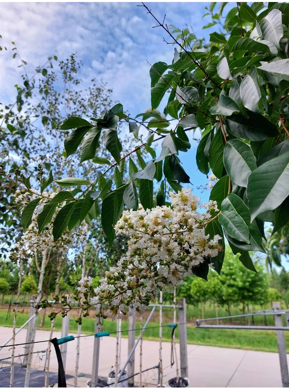 Krepp-Myrte - Kräuselmyrte 'Natchez' | Lagerstroemia indica 'Natchez' Krepp-Myrte - Kräuselmyrte 'Natchez' | Lagerstroemia indica 'Natchez'