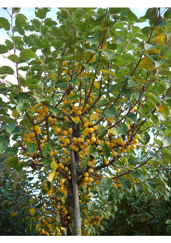 Zierapfel 'Butterball' | Malus 'Butterball'