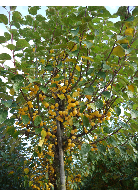 Zierapfel 'Butterball' | Malus 'Butterball'