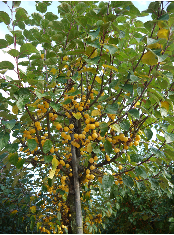 Zierapfel 'Butterball' | Malus 'Butterball' Zierapfel 'Butterball' | Malus 'Butterball'