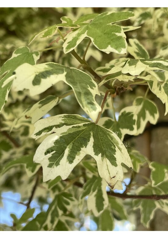 Amerikanischer Amberbaum 'Silver King' | Liquidambar styraciflua 'Silver King'