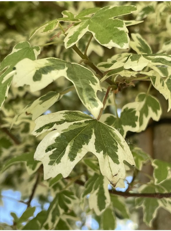 Amerikanischer Amberbaum 'Silver King' | Liquidambar styraciflua 'Silver King' Amerikanischer Amberbaum 'Silver King' | Liquidambar styraciflua 'Silver King'