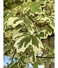 Amerikanischer Amberbaum 'Silver King' | Liquidambar styraciflua 'Silver King'