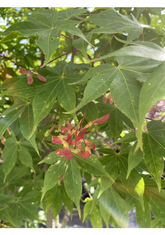 Grüner Fächer-Ahorn - Japanischer Fächer-Ahorn 'Osakazuki' | Acer palmatum 'Osakazuki'