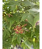 Grüner Fächer-Ahorn - Japanischer Fächer-Ahorn 'Osakazuki' | Acer palmatum 'Osakazuki'