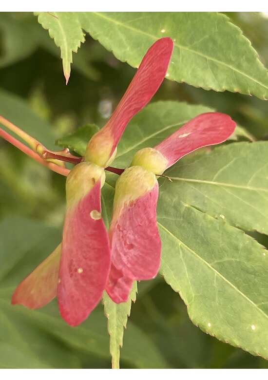 Grüner Fächer-Ahorn - Japanischer Fächer-Ahorn 'Osakazuki' | Acer palmatum 'Osakazuki'
