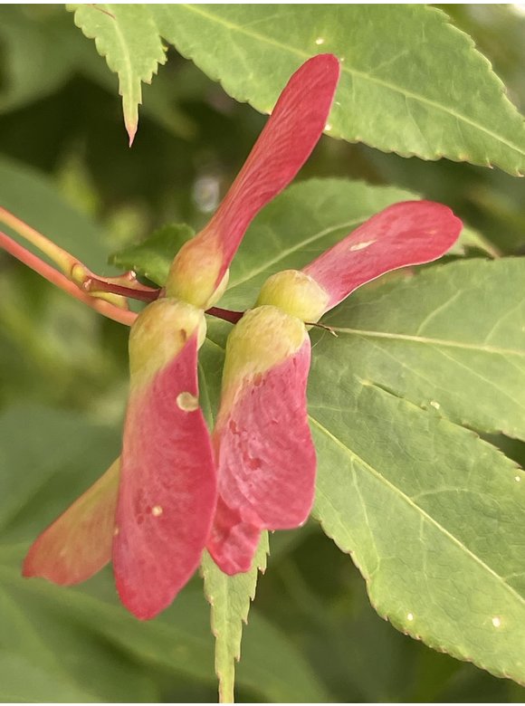 Grüner Fächer-Ahorn - Japanischer Fächer-Ahorn 'Osakazuki' | Acer palmatum 'Osakazuki' Grüner Fächer-Ahorn - Japanischer Fächer-Ahorn 'Osakazuki' | Acer palmatum 'Osakazuki'