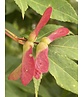 Grüner Fächer-Ahorn - Japanischer Fächer-Ahorn 'Osakazuki' | Acer palmatum 'Osakazuki'