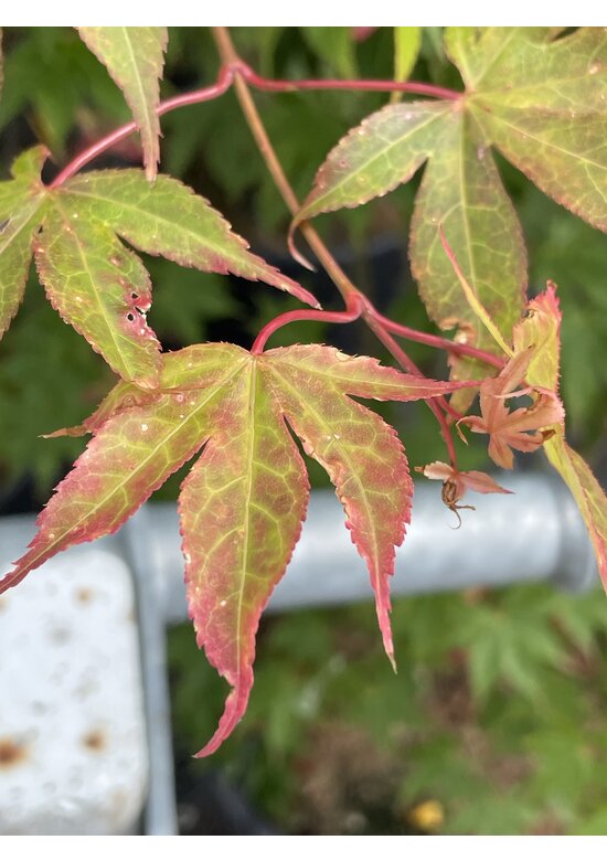 Grüner Fächer-Ahorn - Japanischer Fächer-Ahorn 'Osakazuki' | Acer palmatum 'Osakazuki'