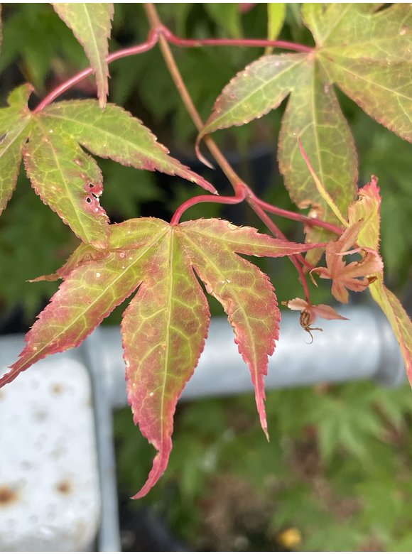 Grüner Fächer-Ahorn - Japanischer Fächer-Ahorn 'Osakazuki' | Acer palmatum 'Osakazuki' Grüner Fächer-Ahorn - Japanischer Fächer-Ahorn 'Osakazuki' | Acer palmatum 'Osakazuki'