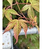 Grüner Fächer-Ahorn - Japanischer Fächer-Ahorn 'Osakazuki' | Acer palmatum 'Osakazuki'