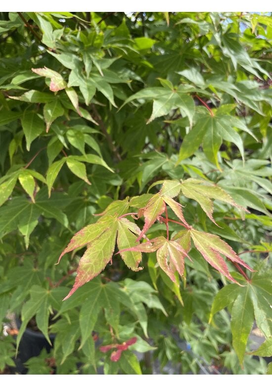 Grüner Fächer-Ahorn - Japanischer Fächer-Ahorn 'Osakazuki' | Acer palmatum 'Osakazuki'