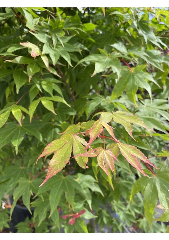 Grüner Fächer-Ahorn - Japanischer Fächer-Ahorn 'Osakazuki' | Acer palmatum 'Osakazuki'