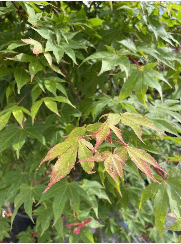 Grüner Fächer-Ahorn - Japanischer Fächer-Ahorn 'Osakazuki' | Acer palmatum 'Osakazuki' Grüner Fächer-Ahorn - Japanischer Fächer-Ahorn 'Osakazuki' | Acer palmatum 'Osakazuki'