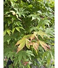 Grüner Fächer-Ahorn - Japanischer Fächer-Ahorn 'Osakazuki' | Acer palmatum 'Osakazuki'