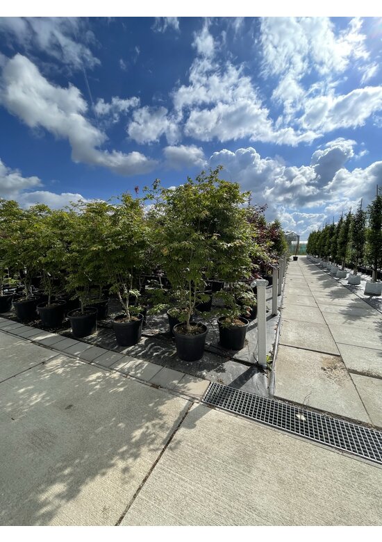 Grüner Fächer-Ahorn - Japanischer Fächer-Ahorn 'Osakazuki' | Acer palmatum 'Osakazuki'