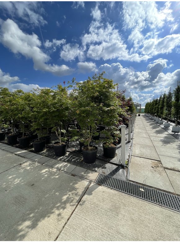 Grüner Fächer-Ahorn - Japanischer Fächer-Ahorn 'Osakazuki' | Acer palmatum 'Osakazuki' Grüner Fächer-Ahorn - Japanischer Fächer-Ahorn 'Osakazuki' | Acer palmatum 'Osakazuki'