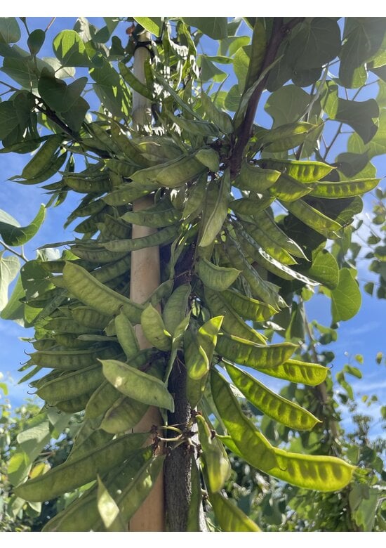 Gewönliche Judasbaum | Cercis siliquastrum