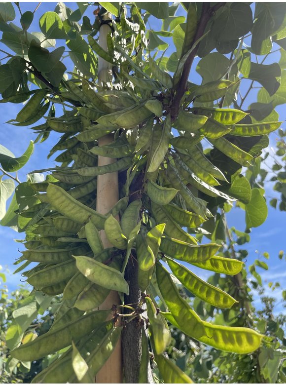 Gewönliche Judasbaum | Cercis siliquastrum Gewönliche Judasbaum | Cercis siliquastrum