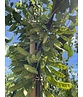 Gewönliche Judasbaum | Cercis siliquastrum