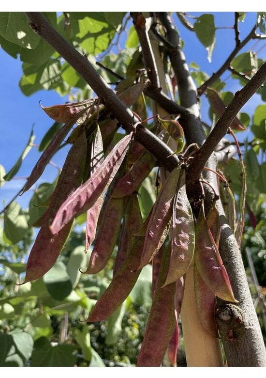 Gewönliche Judasbaum | Cercis siliquastrum