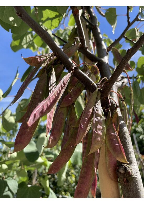 Gewönliche Judasbaum | Cercis siliquastrum