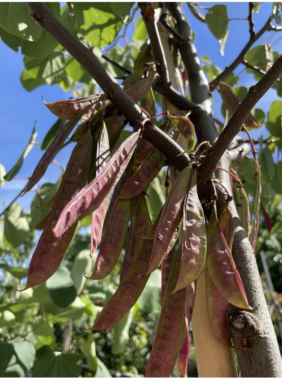 Gewönliche Judasbaum | Cercis siliquastrum Gewönliche Judasbaum | Cercis siliquastrum