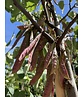 Gewönliche Judasbaum | Cercis siliquastrum