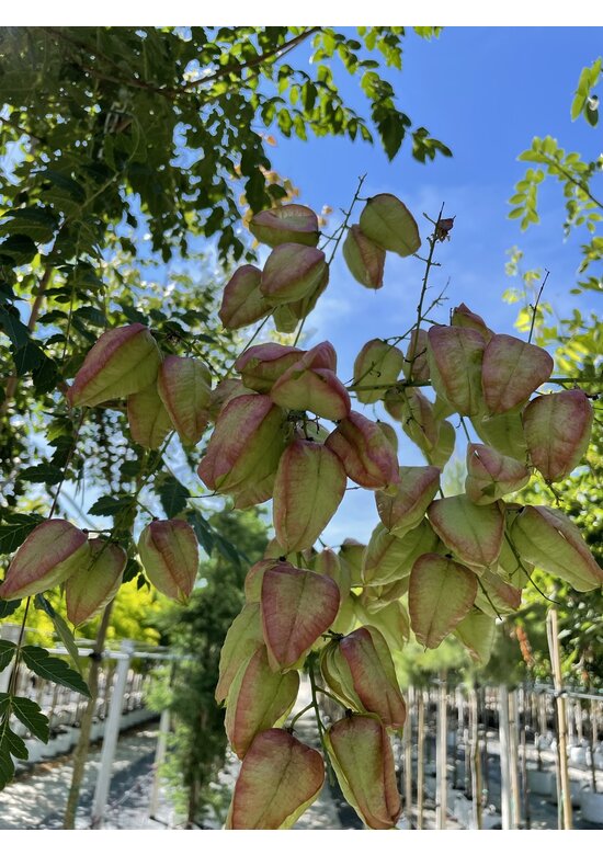 Blasenesche | Koelreuteria paniculata Blasenesche | Koelreuteria paniculata