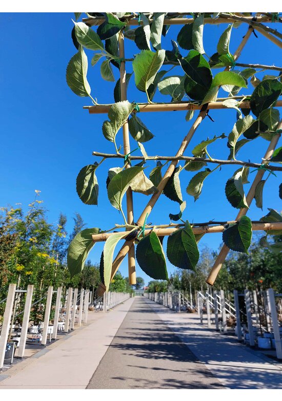 Apfel Spalierbaum 'Bramley's Seedling' | Malus domestica 'Bramley's Seedling'