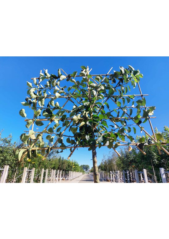 Apfel Spalierbaum 'Bramley's Seedling' | Malus domestica 'Bramley's Seedling'