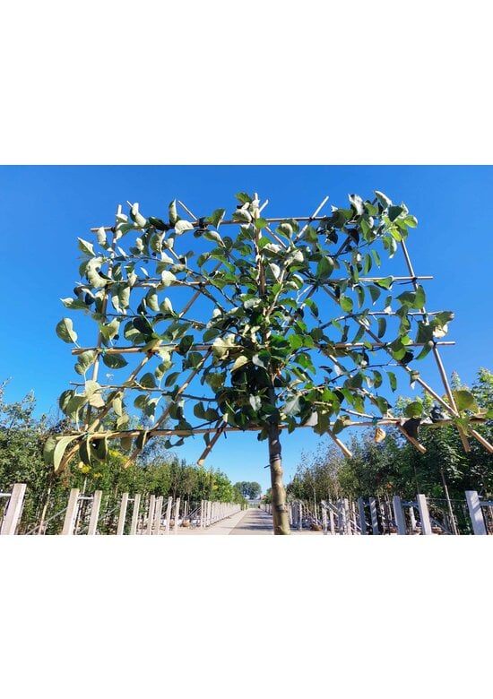 Apfel Spalierbaum 'Bramley's Seedling' | Malus domestica 'Bramley's Seedling'