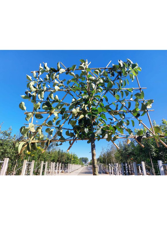 Apfelbaum 'Bramley's Seedling' - Spalierbaum | Malus domestica 'Bramley's Seedling' Apfelbaum 'Bramley's Seedling' - Spalierbaum | Malus domestica 'Bramley's Seedling'
