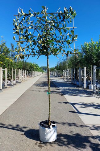 Apfel Spalierbaum 'Bramley's Seedling' | Malus domestica 'Bramley's Seedling' Apfel Spalierbaum 'Bramley's Seedling' | Malus domestica 'Bramley's Seedling'