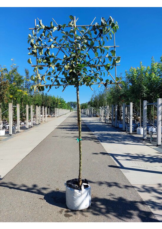 Apfel Spalierbaum 'Bramley's Seedling' | Malus domestica 'Bramley's Seedling'