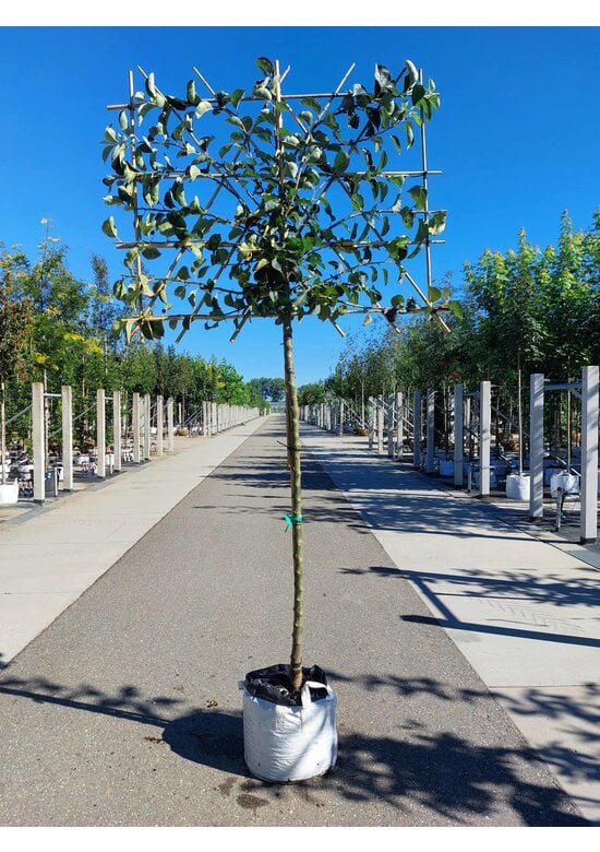 Apfel Spalierbaum 'Bramley's Seedling' | Malus domestica 'Bramley's Seedling'