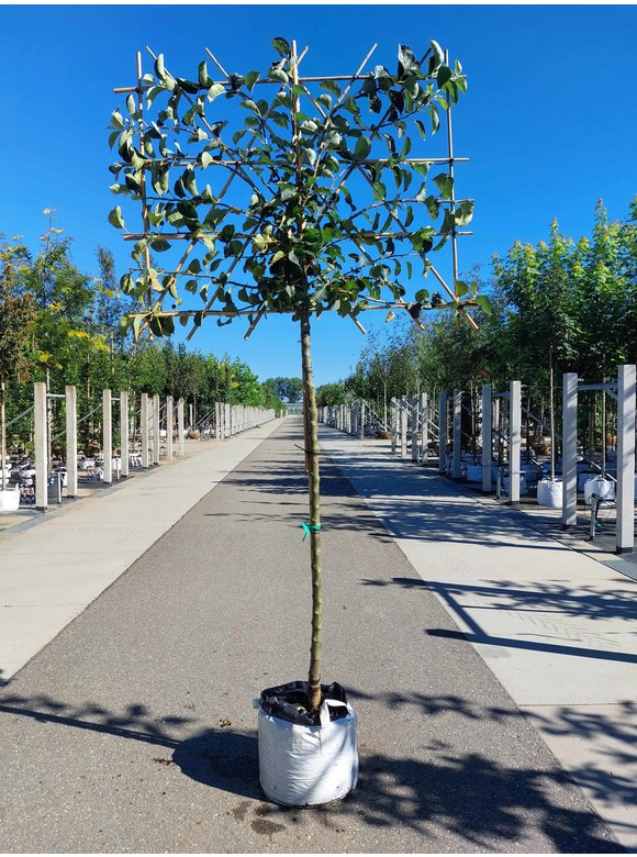 Apfelbaum 'Bramley's Seedling' - Spalierbaum | Malus domestica 'Bramley's Seedling' Apfelbaum 'Bramley's Seedling' - Spalierbaum | Malus domestica 'Bramley's Seedling'