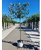 Venovi GmbH Apfel Spalierbaum 'Bramley's Seedling' | Malus domestica 'Bramley's Seedling'
