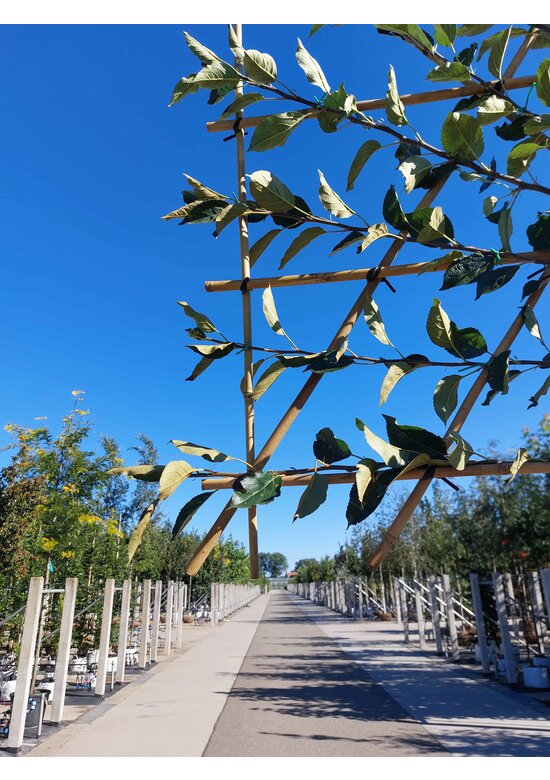 Apfel Spalierbaum Cox Orange Pippin | Malus domestica 'Cox Orange Pippin'