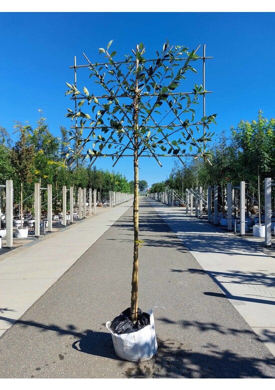 Apfel Spalierbaum Cox Orange Pippin | Malus domestica 'Cox Orange Pippin'