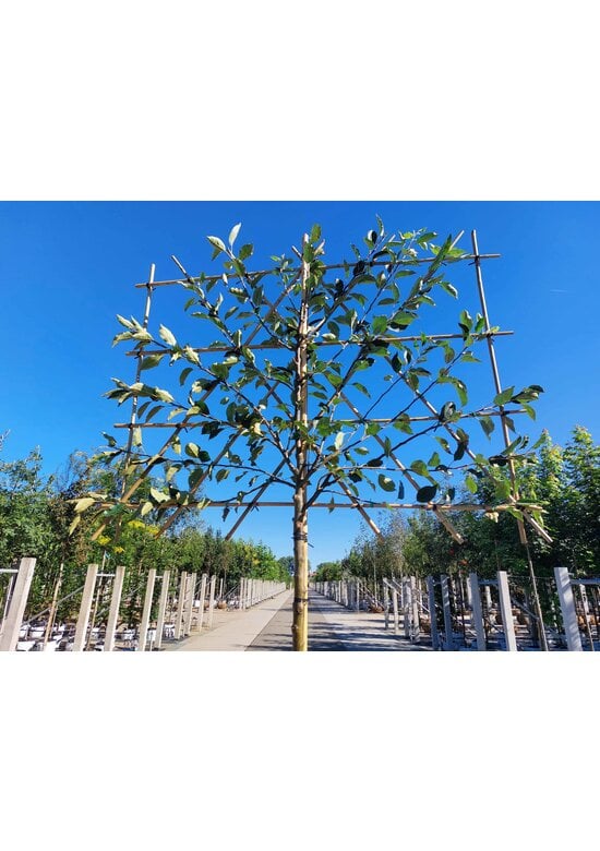 Apfel Spalierbaum Cox Orange Pippin | Malus domestica 'Cox Orange Pippin'