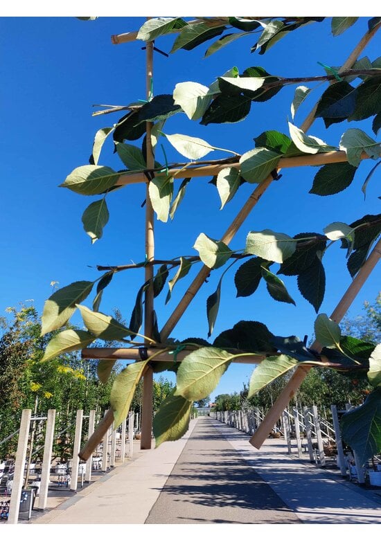 Apfel Spalierbaum 'James Grieve' | Malus domestica 'James Grieve'