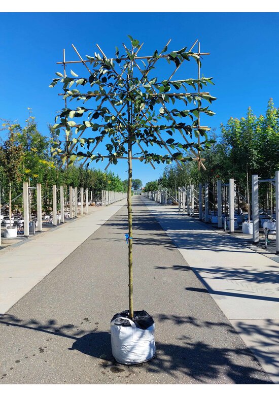 Apfel Spalierbaum 'James Grieve' | Malus domestica 'James Grieve'