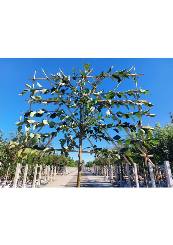 Apfel Spalierbaum 'James Grieve' | Malus domestica 'James Grieve'