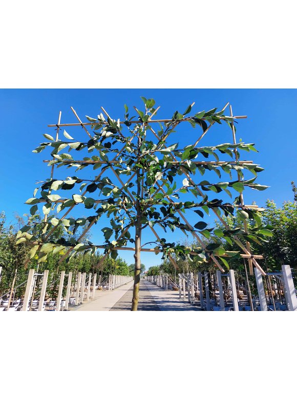 Apfelbaum 'James Grieve' - Spalierbaum | Malus domestica 'James Grieve' Apfelbaum 'James Grieve' - Spalierbaum | Malus domestica 'James Grieve'