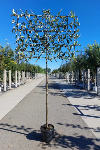 Apfel Spalierbaum 'Jonagold' | Malus domestica 'Jonagold'