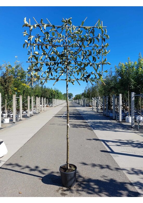 Apfel Spalierbaum 'Jonagold' | Malus domestica 'Jonagold'