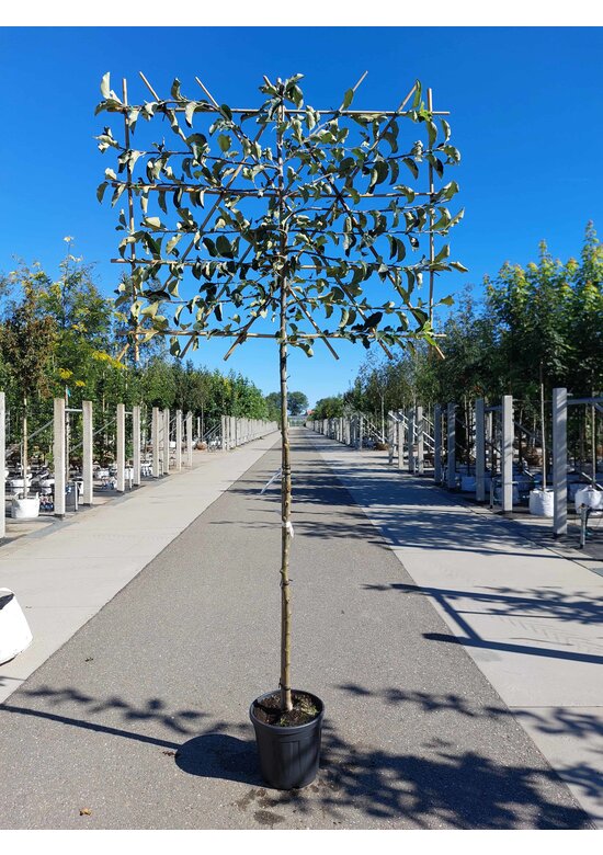 Apfel Spalierbaum 'Jonagold' | Malus domestica 'Jonagold'