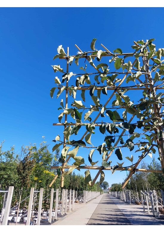 Apfel Spalierbaum 'Jonagold' | Malus domestica 'Jonagold'